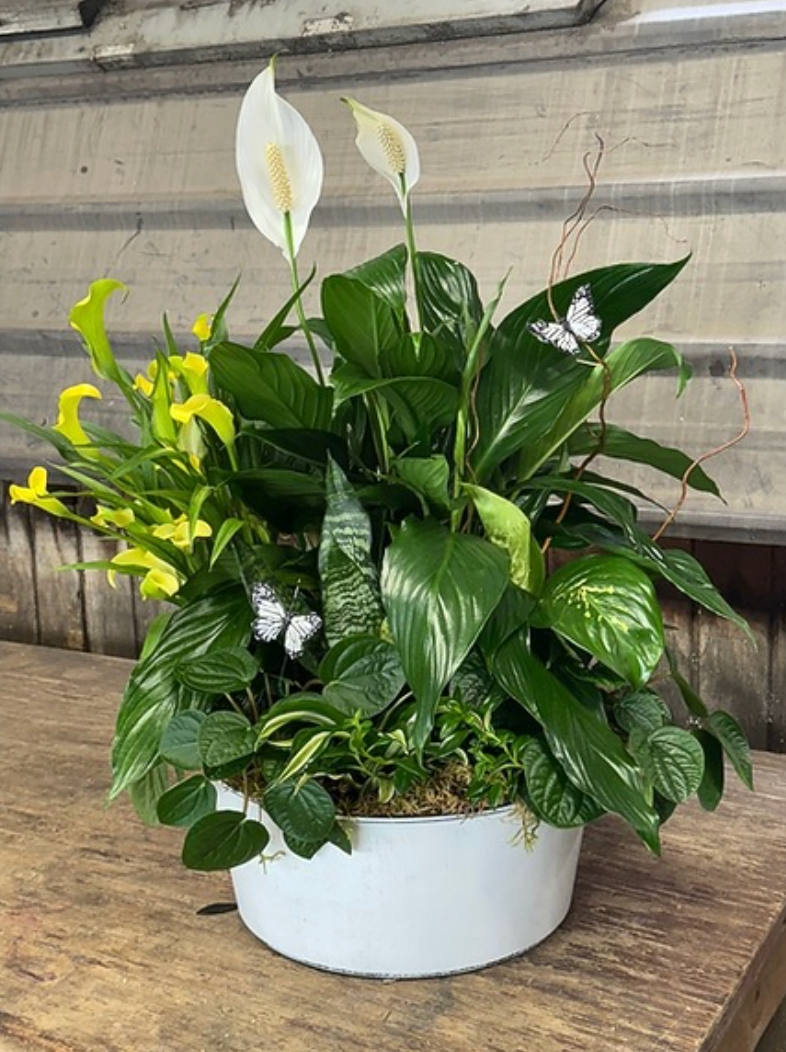 Extra Large Dish Garden