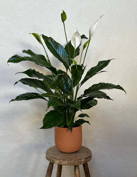 Peace Lily (Spathiphyllum)